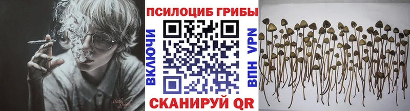 наркошоп  Сунжа  маркетплейс наркотические препараты  Псилоцибиновые грибы мицелий 